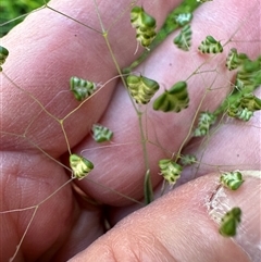 Briza minor (Shivery Grass) at Kangaroo Valley, NSW - 23 Sep 2024 by lbradley