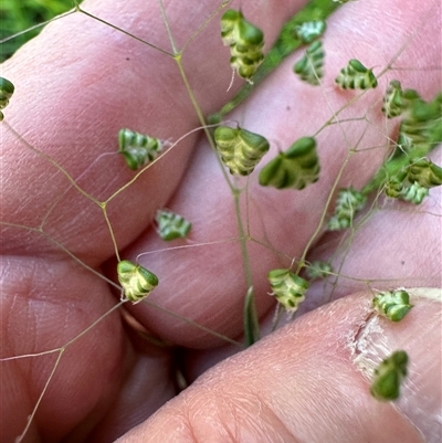 Briza minor (Shivery Grass) at Kangaroo Valley, NSW - 23 Sep 2024 by lbradley