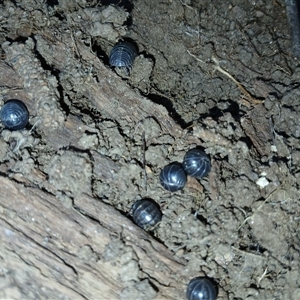 Armadillidium vulgare at Cooma, NSW - 23 Sep 2024 09:45 AM