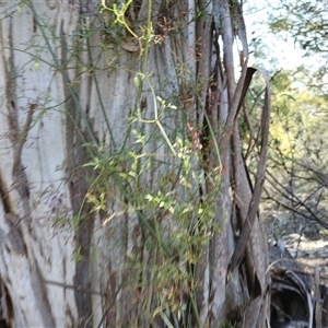 Clematis leptophylla at Cooma, NSW - 23 Sep 2024 10:01 AM