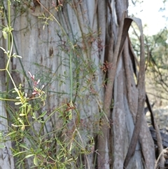 Clematis leptophylla at Cooma, NSW - 23 Sep 2024