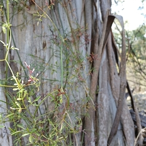 Clematis leptophylla at Cooma, NSW - 23 Sep 2024