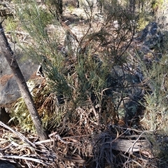 Exocarpos strictus (Dwarf Cherry) at Cooma, NSW - 26 Sep 2024 by mahargiani