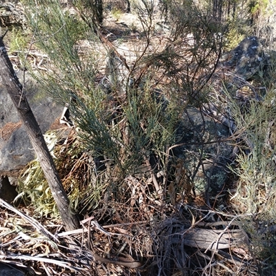 Exocarpos strictus (Dwarf Cherry) at Cooma, NSW - 26 Sep 2024 by mahargiani