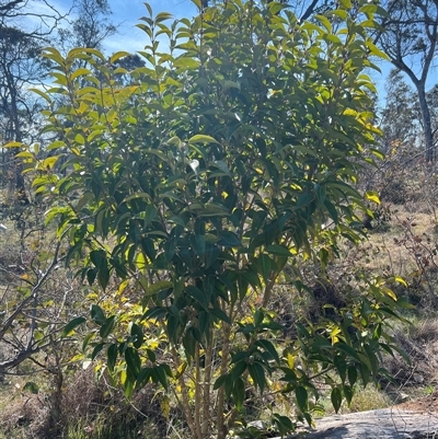 Ligustrum lucidum (Large-leaved Privet) at Throsby, ACT - 23 Sep 2024 by RangerRiley