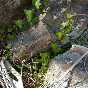 Hedera hibernica at Cooma, NSW - 23 Sep 2024