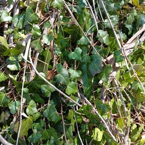 Hedera hibernica at Cooma, NSW - 23 Sep 2024