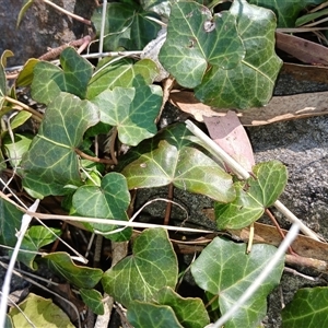 Hedera hibernica at Cooma, NSW - 23 Sep 2024