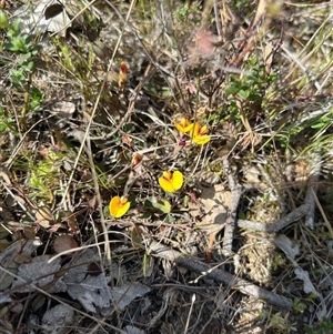 Bossiaea prostrata at Throsby, ACT - 23 Sep 2024