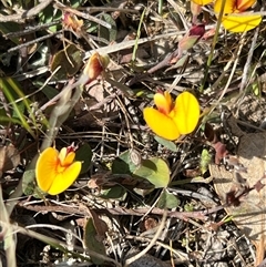 Bossiaea prostrata at Throsby, ACT - 23 Sep 2024