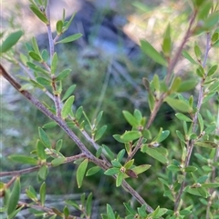 Leptospermum polygalifolium subsp. polygalifolium at Bruce, ACT - 23 Sep 2024 02:05 PM