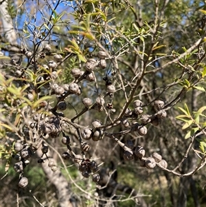 Leptospermum polygalifolium subsp. polygalifolium at Bruce, ACT - 23 Sep 2024 02:05 PM