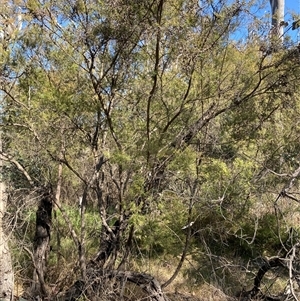 Leptospermum polygalifolium subsp. polygalifolium at Bruce, ACT - 23 Sep 2024 02:05 PM