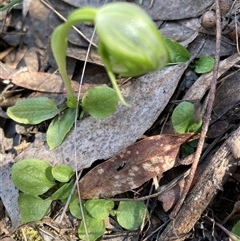 Pterostylis nutans (Nodding Greenhood) at Acton, ACT - 23 Sep 2024 by Jenny54