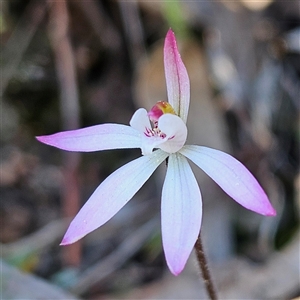 Caladenia fuscata at Yarralumla, ACT - 23 Sep 2024