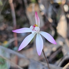 Caladenia fuscata at Yarralumla, ACT - suppressed