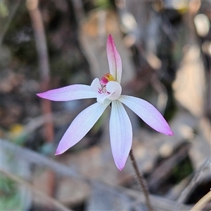 Caladenia fuscata at Yarralumla, ACT - suppressed