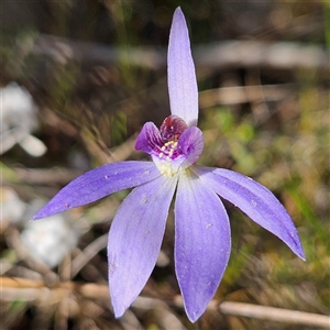 Cyanicula caerulea at Yarralumla, ACT - suppressed