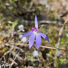 Cyanicula caerulea at Yarralumla, ACT - suppressed