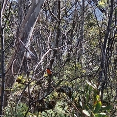 Petroica phoenicea (Flame Robin) at Cotter River, ACT - 23 Sep 2024 by BethanyDunne