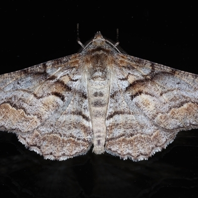 Gastrinodes bitaeniaria (Buff Bark Moth) at Ainslie, ACT - 22 Sep 2024 by jb2602