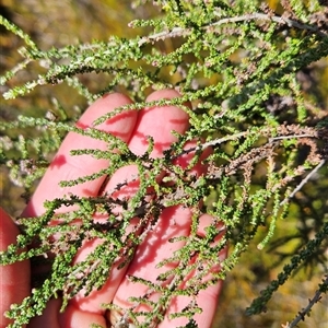 Olearia floribunda at Tennent, ACT - 23 Sep 2024