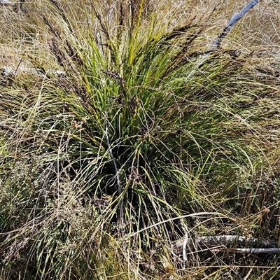 Gahnia subaequiglumis (Bog Saw-sedge) at Tennent, ACT - 23 Sep 2024 by BethanyDunne