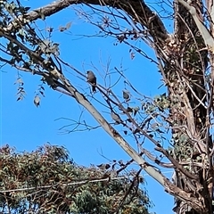 Artamus cyanopterus (Dusky Woodswallow) at Kambah, ACT - 23 Sep 2024 by BethanyDunne