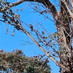 Artamus cyanopterus at Kambah, ACT - 23 Sep 2024 02:55 PM