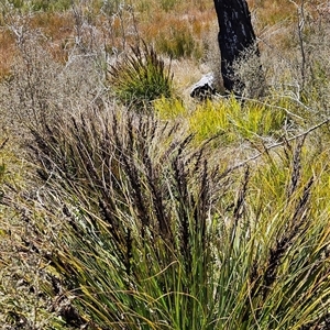 Gahnia subaequiglumis at Tennent, ACT - 23 Sep 2024