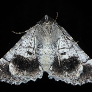 Gastrina cristaria at Ainslie, ACT - 22 Sep 2024 10:22 PM