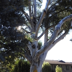 Eucalyptus sp. (A Gum Tree) at Kambah, ACT - 23 Sep 2024 by HelenCross