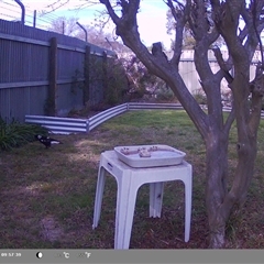 Gymnorhina tibicen (Australian Magpie) at North Albury, NSW - 13 Sep 2024 by Darcy