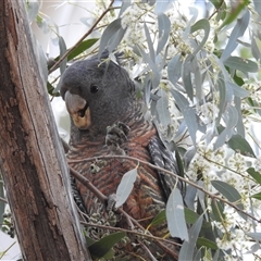 Callocephalon fimbriatum (Gang-gang Cockatoo) at Kambah, ACT - 22 Sep 2024 by HelenCross