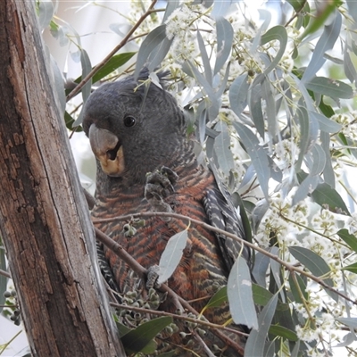 Callocephalon fimbriatum (Gang-gang Cockatoo) at Kambah, ACT - 22 Sep 2024 by HelenCross