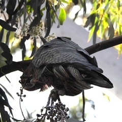 Callocephalon fimbriatum at Kambah, ACT - suppressed