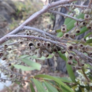 Eucalyptus elata at Kambah, ACT - 23 Sep 2024 08:51 AM