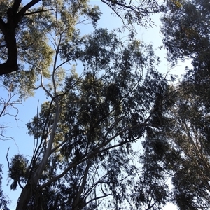 Eucalyptus elata at Kambah, ACT - 23 Sep 2024 08:51 AM