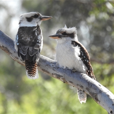 Dacelo novaeguineae (Laughing Kookaburra) at Kambah, ACT - 23 Sep 2024 by HelenCross