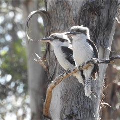 Dacelo novaeguineae at Kambah, ACT - 23 Sep 2024 01:51 PM