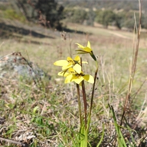 Diuris chryseopsis at Kambah, ACT - suppressed