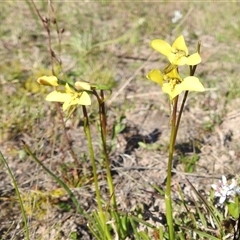 Diuris chryseopsis at Kambah, ACT - 23 Sep 2024