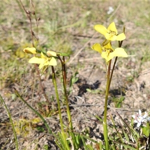 Diuris chryseopsis at Kambah, ACT - suppressed