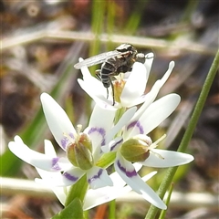 Geron sp. (genus) (Slender Bee Fly) at Kambah, ACT - 23 Sep 2024 by HelenCross