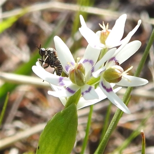 Geron sp. (genus) at Kambah, ACT - 23 Sep 2024