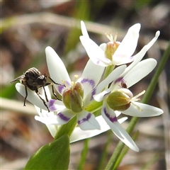 Geron sp. (genus) at Kambah, ACT - 23 Sep 2024