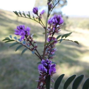 Indigofera australis subsp. australis at Kambah, ACT - 23 Sep 2024