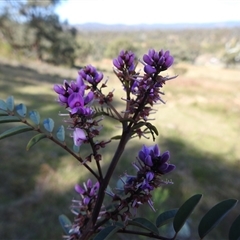 Indigofera australis subsp. australis at Kambah, ACT - 23 Sep 2024 02:26 PM