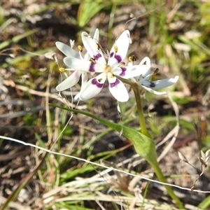 Wurmbea dioica subsp. dioica at Kambah, ACT - 23 Sep 2024