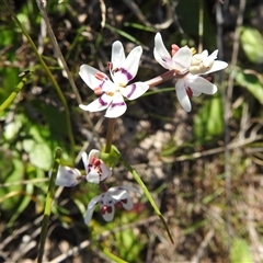 Wurmbea dioica subsp. dioica at Kambah, ACT - 23 Sep 2024